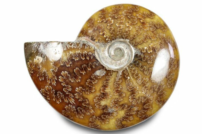 Polished Ammonite (Cleoniceras) Fossil - Madagascar #283319